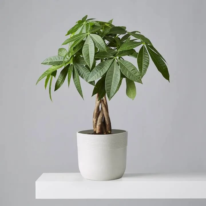 A Plant: Potted Money Tree Plant