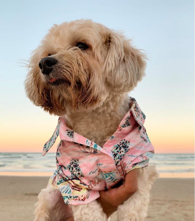 moschino dog shirt