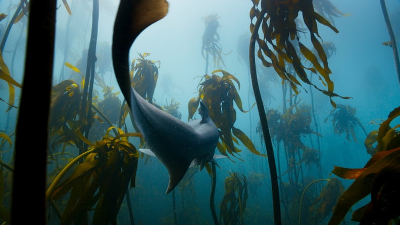 A sevengill shark hunting in a South African kelp forest.