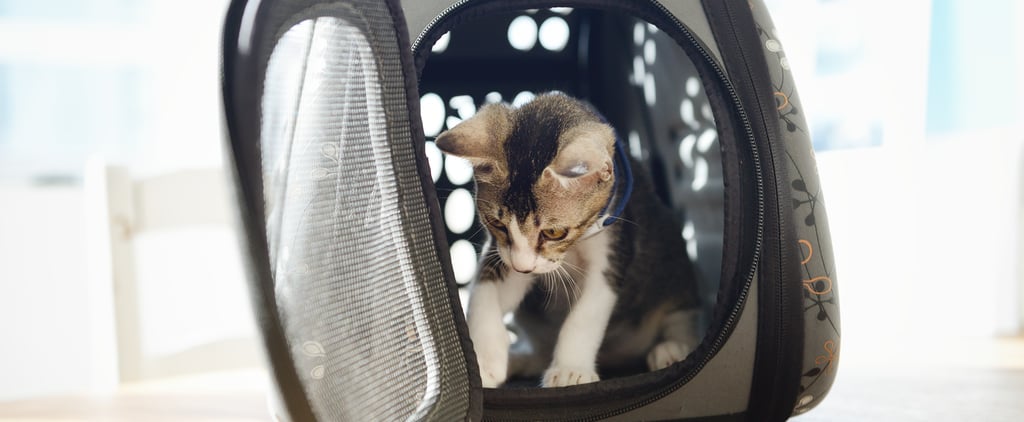 A Comprehensive Guide to Traveling With Your Pet in Almost Every Kind of Vehicle