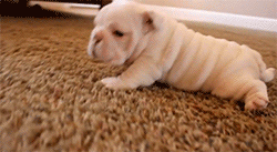 30 Of The Most Adorable Puppy GIFs We've Ever Seen