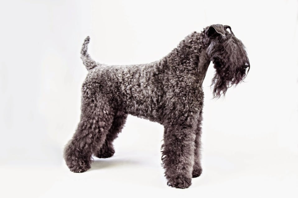 Kerry Blue Terrier Irish Dog Breeds POPSUGAR Pets Photo 6