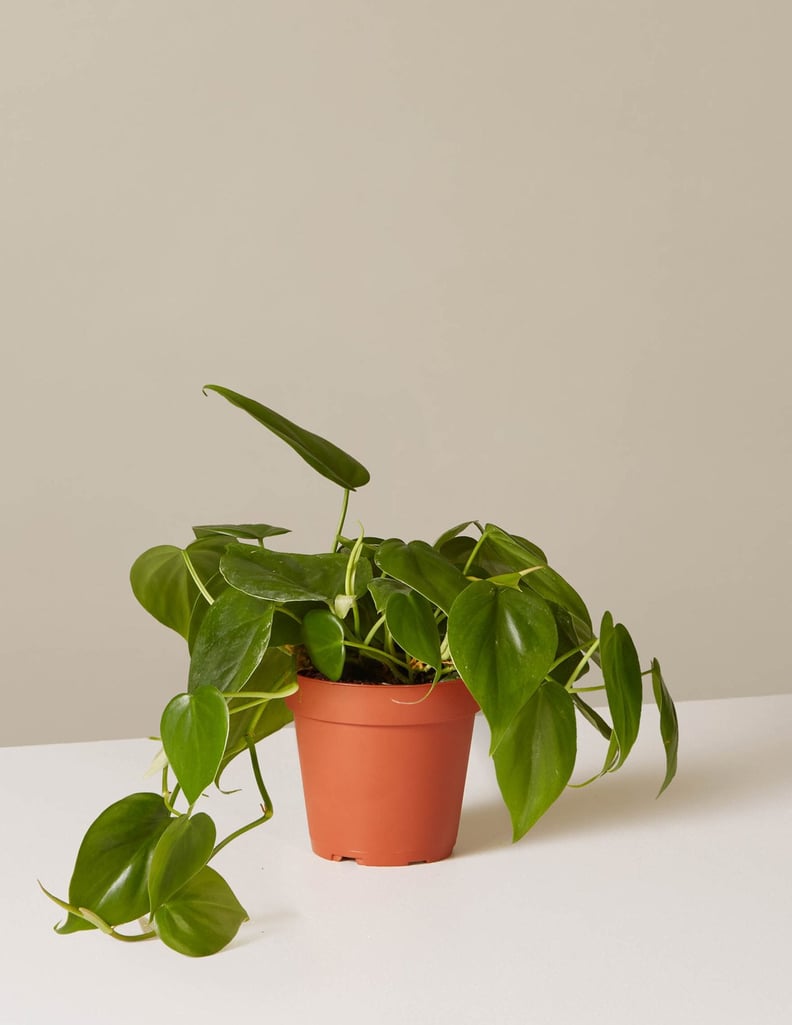 Philodendron Plant