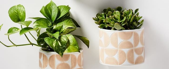 Best Hanging Plant Holders