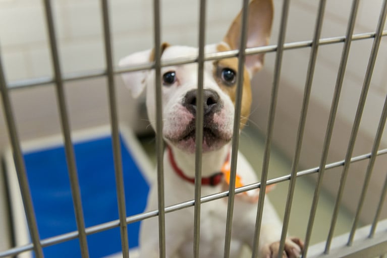 Cleveland Browns Player Donates to Animal Shelter