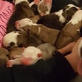 Proud Mama Pit Bull Wants Her New Human to Meet All Her Babies
