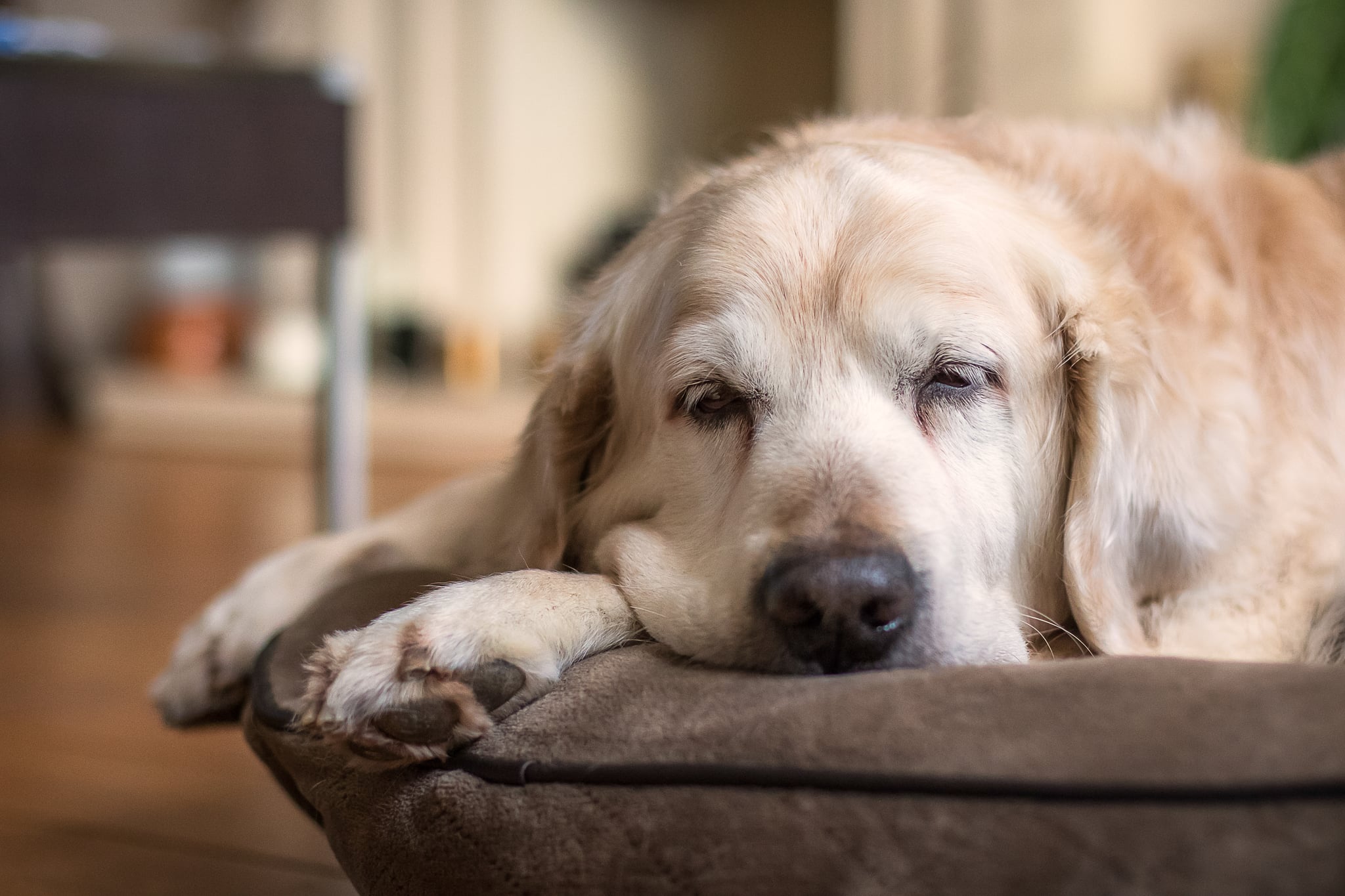 Golden retriever discount cataracts