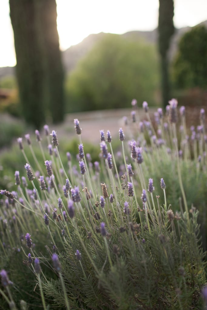 And don't forgot to stop and smell the lavender that grows abundantly throughout the Ranch.