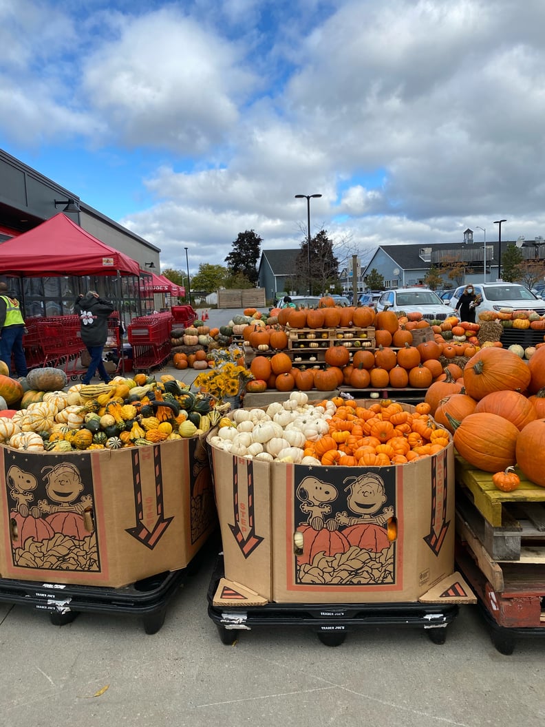 Pumpkins and Gourds