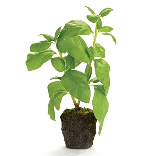Basil Herb Plant