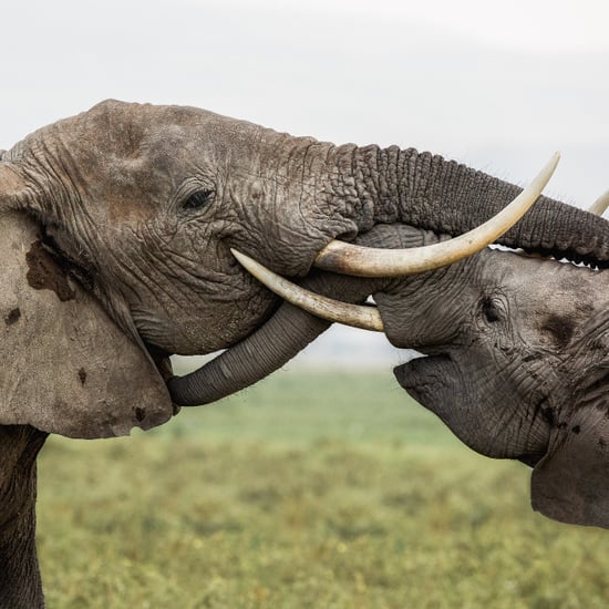 African Wildlife Photos by Susan Portnoy