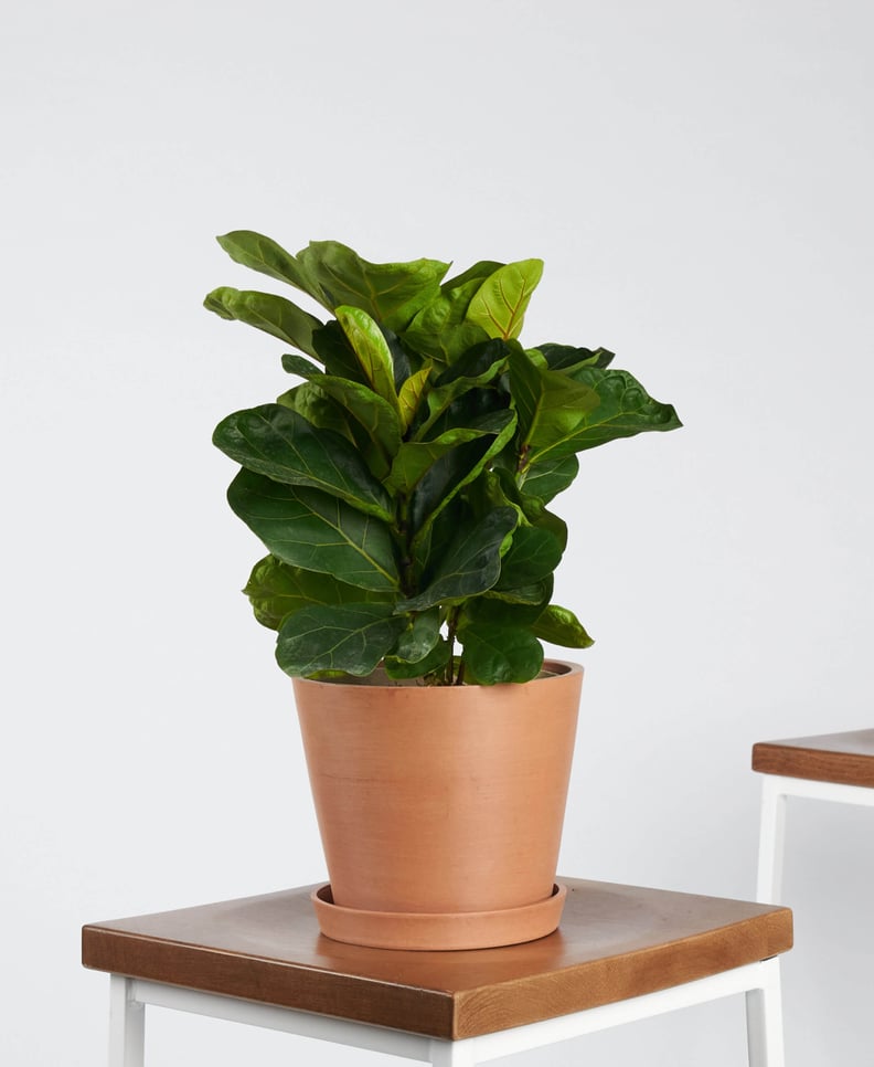 Potted Ficus Little Fiddle Indoor Plant