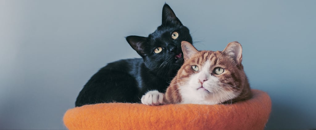 Does My Cat Need a Friend?