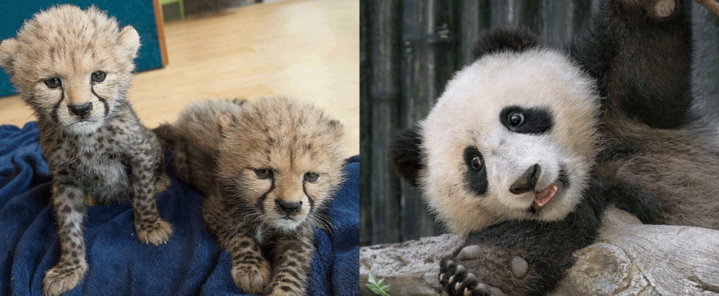 Cute Instagrams From The Zoo on Animal Planet