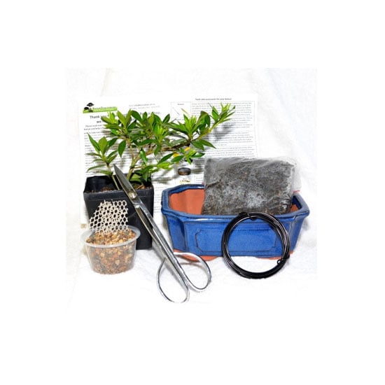 Gardenia Radicans Bonsai Starter Kit 49 2013 Christmas Gift Guide Relaxation And Meditation Gifts Popsugar Fitness Australia Photo 11