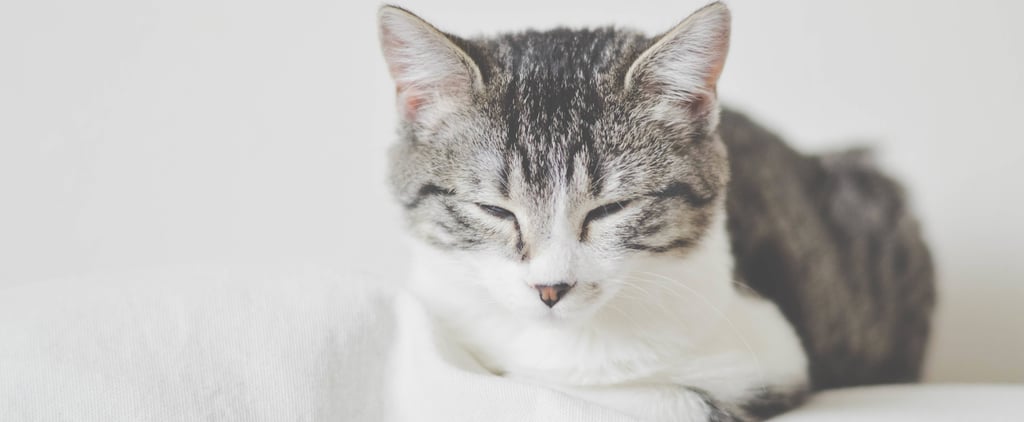 What Is Microsleeping?