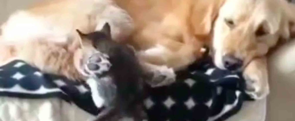 Video of Kittens Trying to Nap With a Golden Retriever