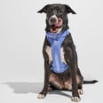 The Best Dog Harnesses For All Your Pup's Needs