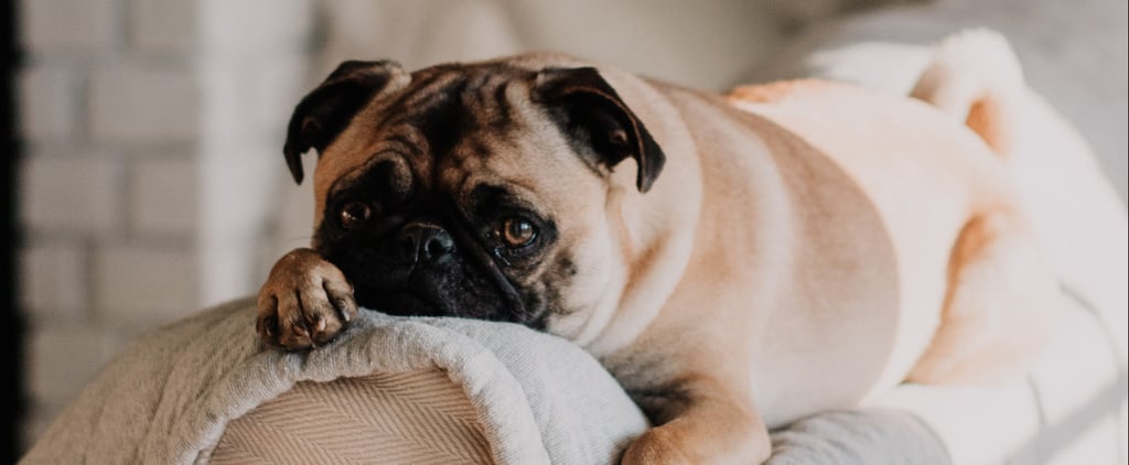 Top Dog Names of 2018