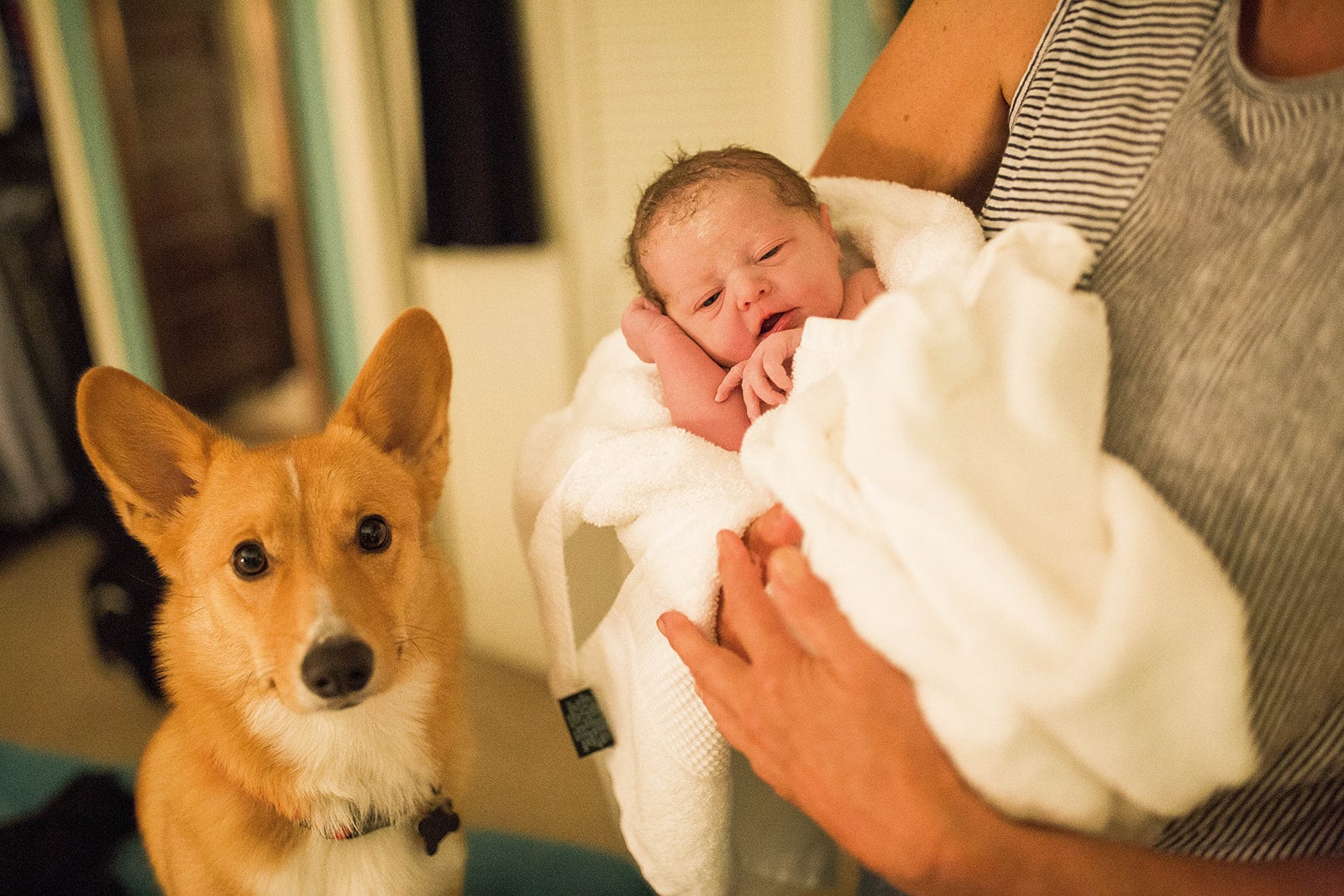 Dog Stays By Mom's Side While She Gives Birth