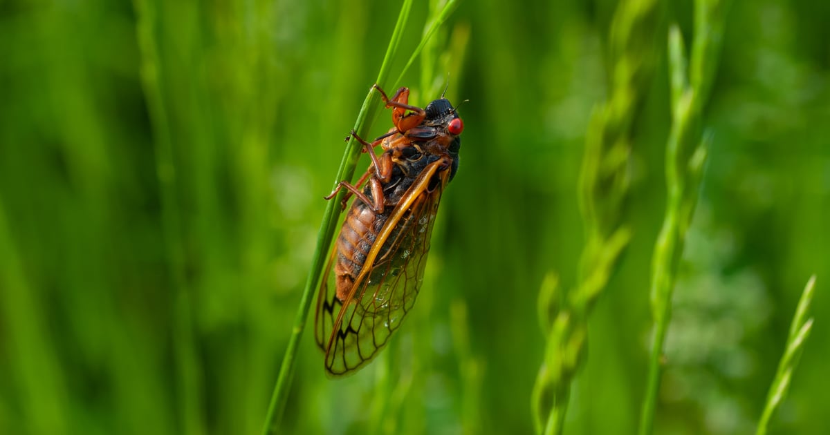 Is It Safe For Your Dog to Eat Cicadas? A Vet Explains