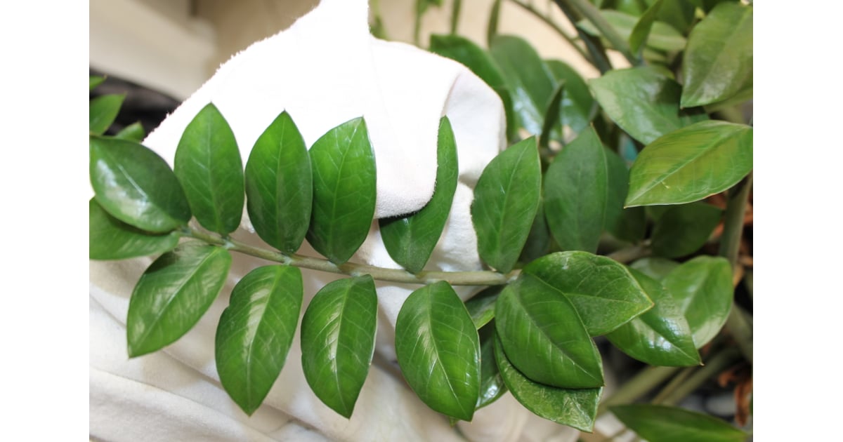 Dust the Plant Leaves With an Old TShirt Dusting Tips POPSUGAR