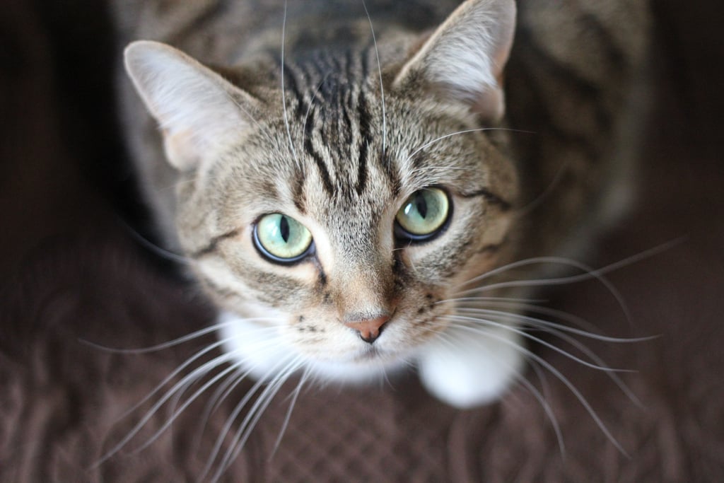 Why Do My Cat S Eyes Glow In Photographs Popsugar Pets
