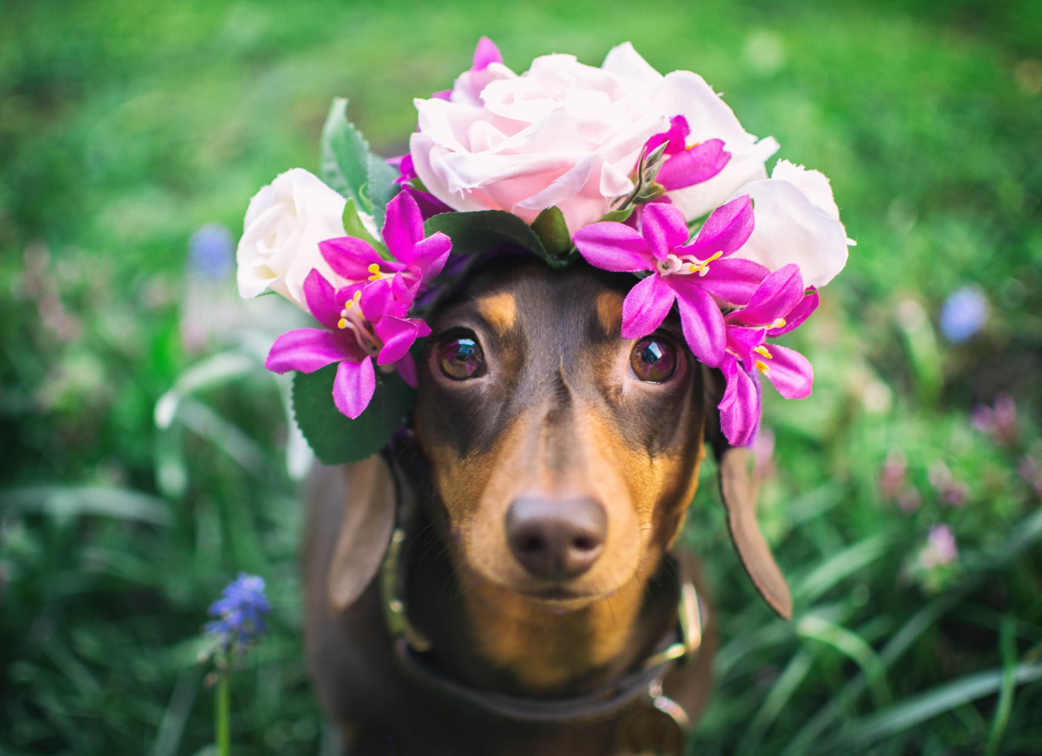 Cutest Dachshund Photos Popsugar Pets