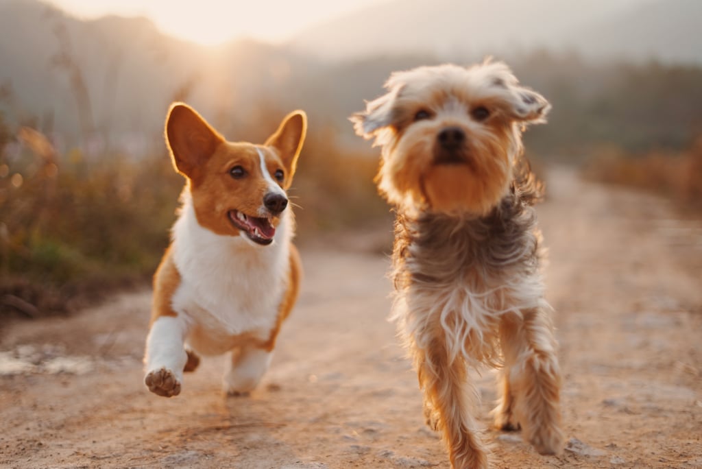 Photos of Common Ear Shapes For Dogs and Puppies