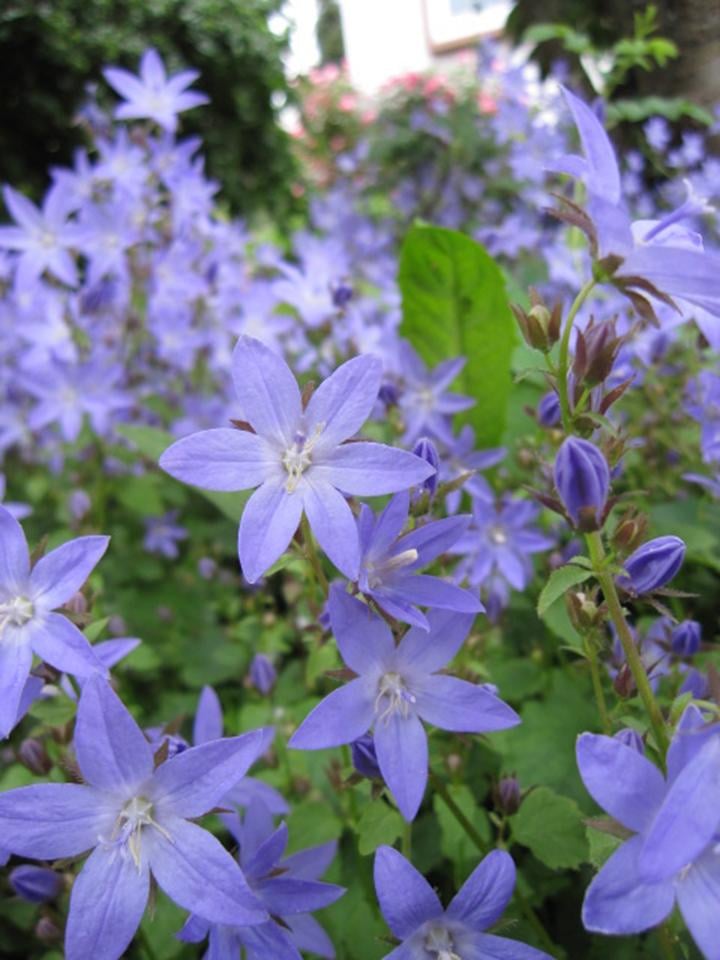 bellflowers some new ones fm June Photo 2