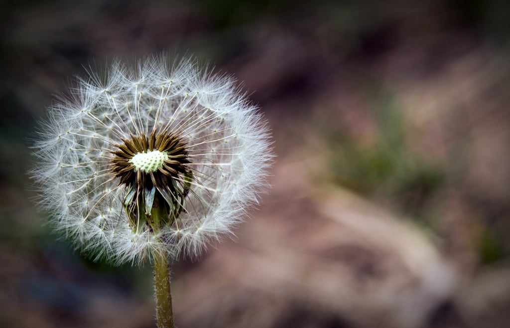 Tend to the garden of your marriage, lest it get overrun by weeds.