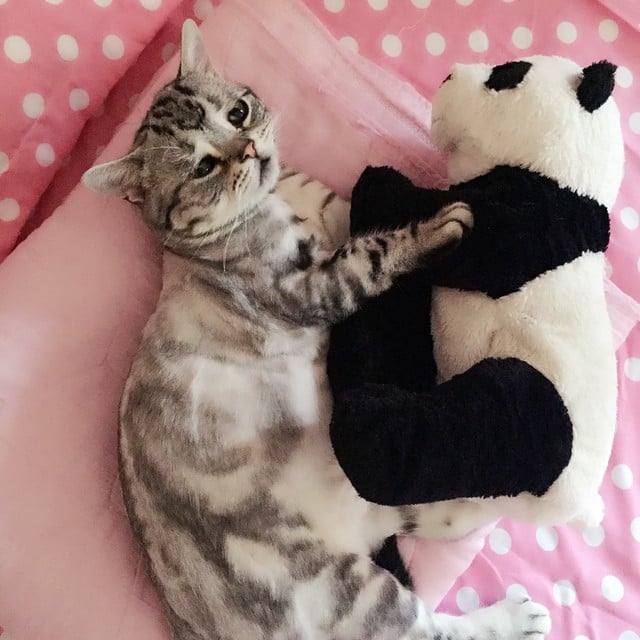 Saddest Cat on the Internet | Pictures