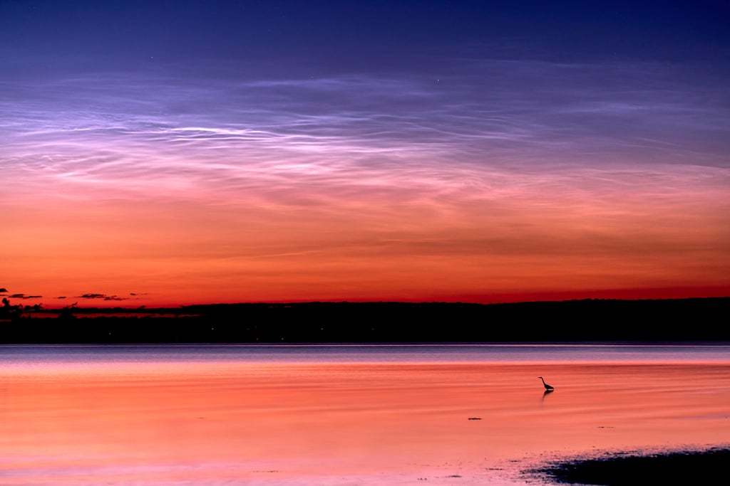 Grey Heron under the Noctilucent Clouds (Hove, Denmark)