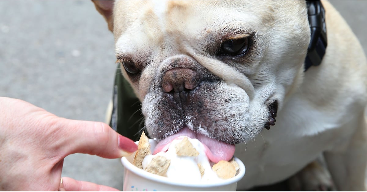 PetSmart Is Handing Out Free Ice Cream to Pups This Weekend and We're Basically Screaming
