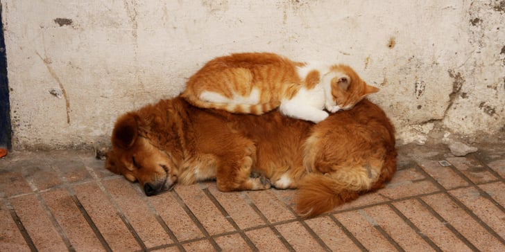 How Do I Know If My Pet Has Allergies Popsugar