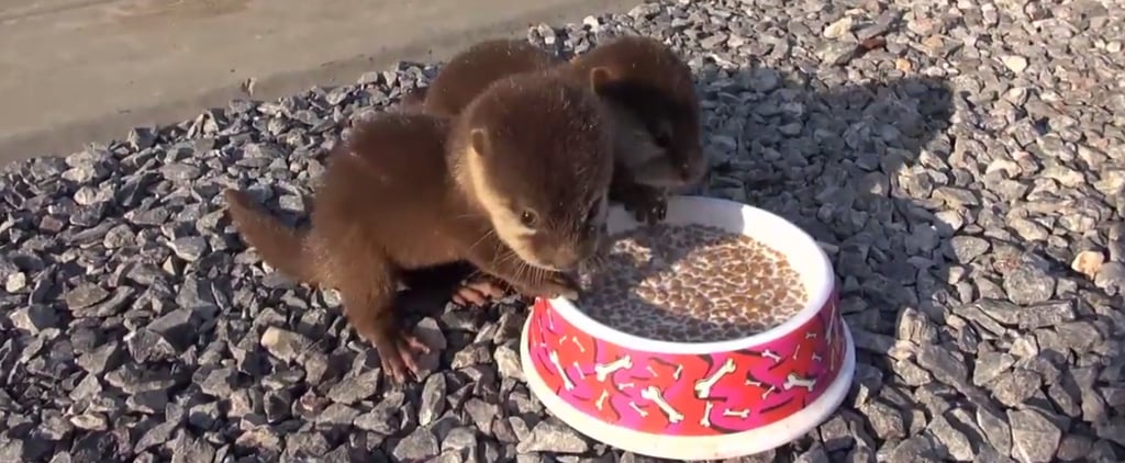 Otters | POPSUGAR Pets