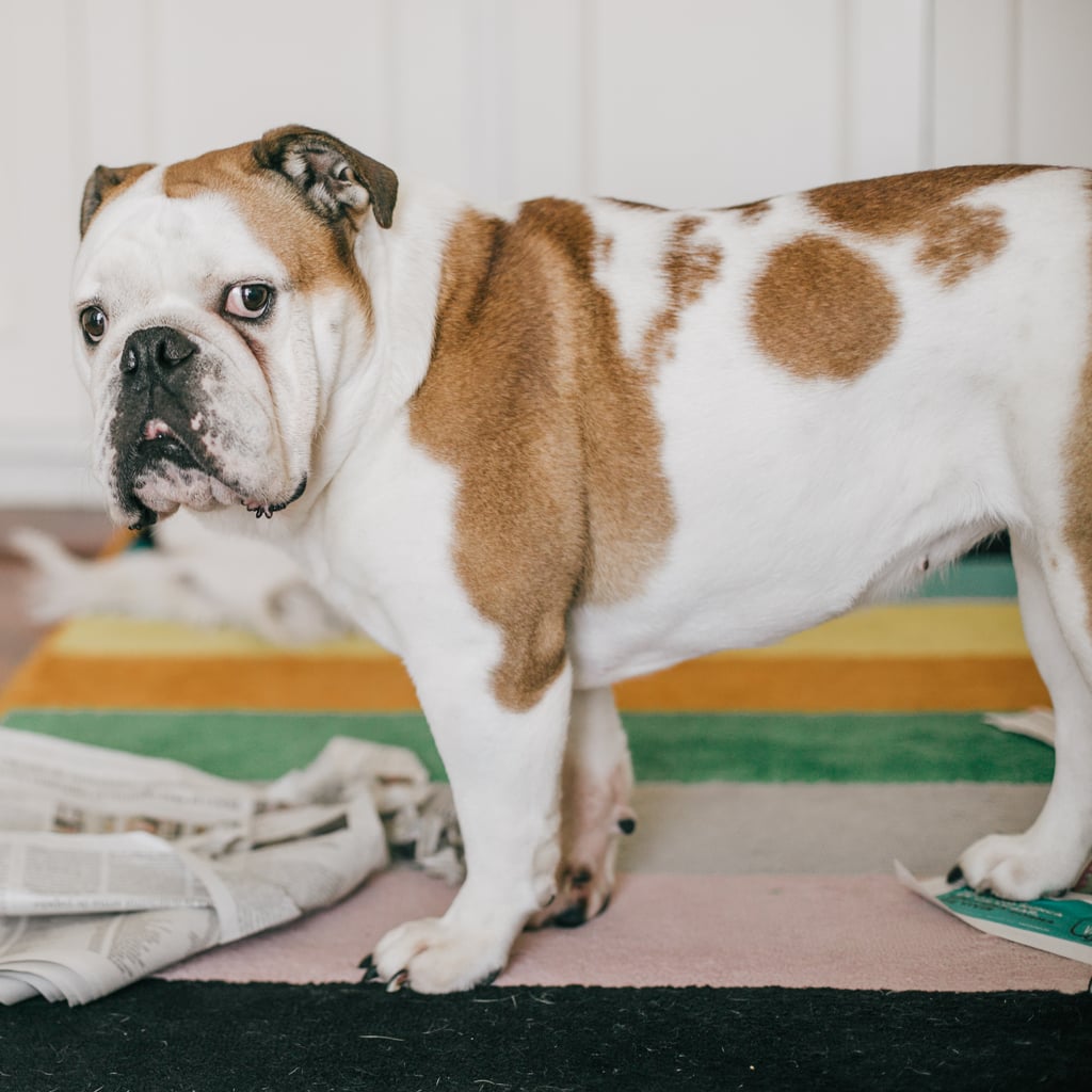 I hate having a dog clearance