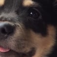 Nervous Puppy Throws Adorable Hissy Fit After Being Told "No"