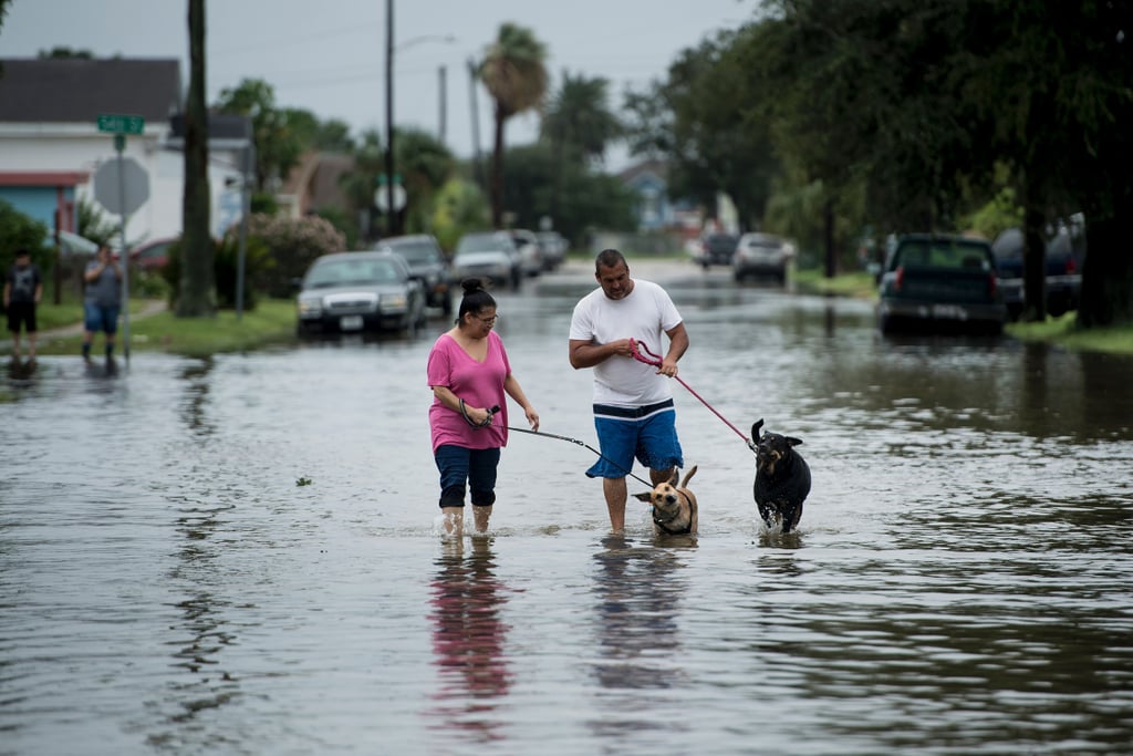 Two people walking their dogs in Galveston, TX.