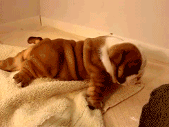 Best Animal GIFs of 2014