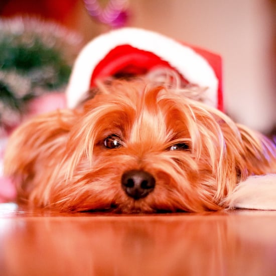 Tips For Getting the Best Pet Holiday Photos