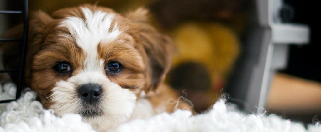 Why Does My Dog Take Everything Out of Its Crate?