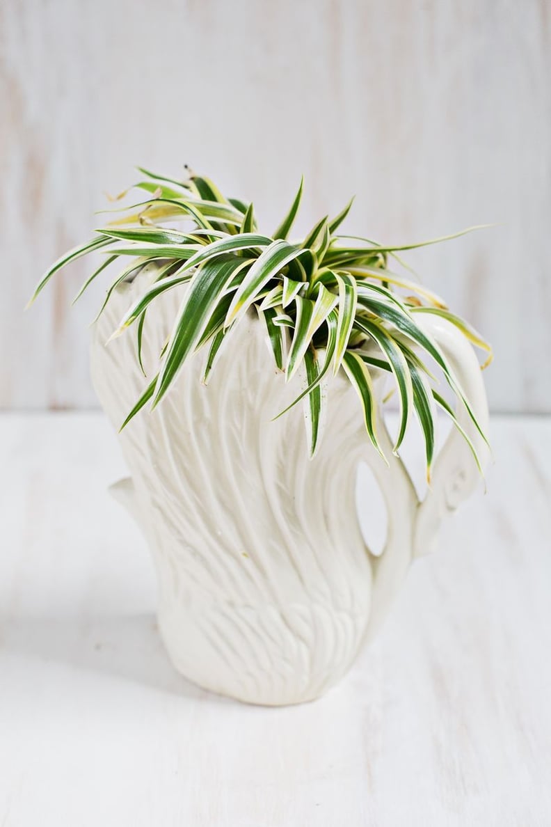 Spider Plant