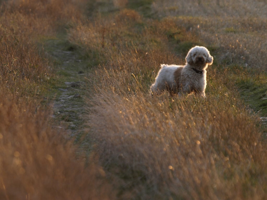 Cute Pictures of Labradoodles