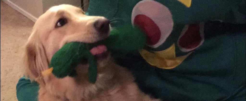 Dog's Viral Reaction to Gumby Toy in Real Life