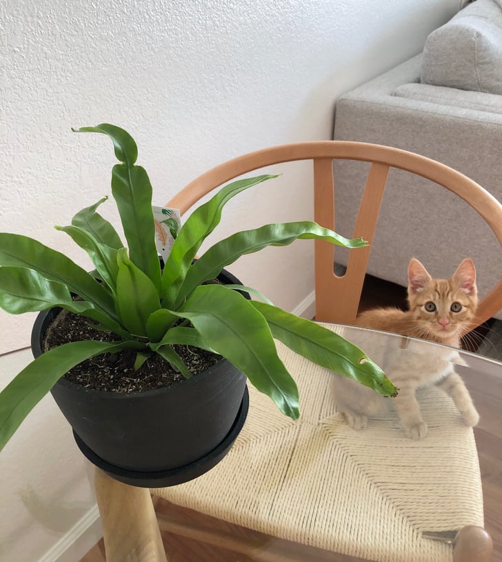 The Best Pet-Friendly Plants From Bloomscape