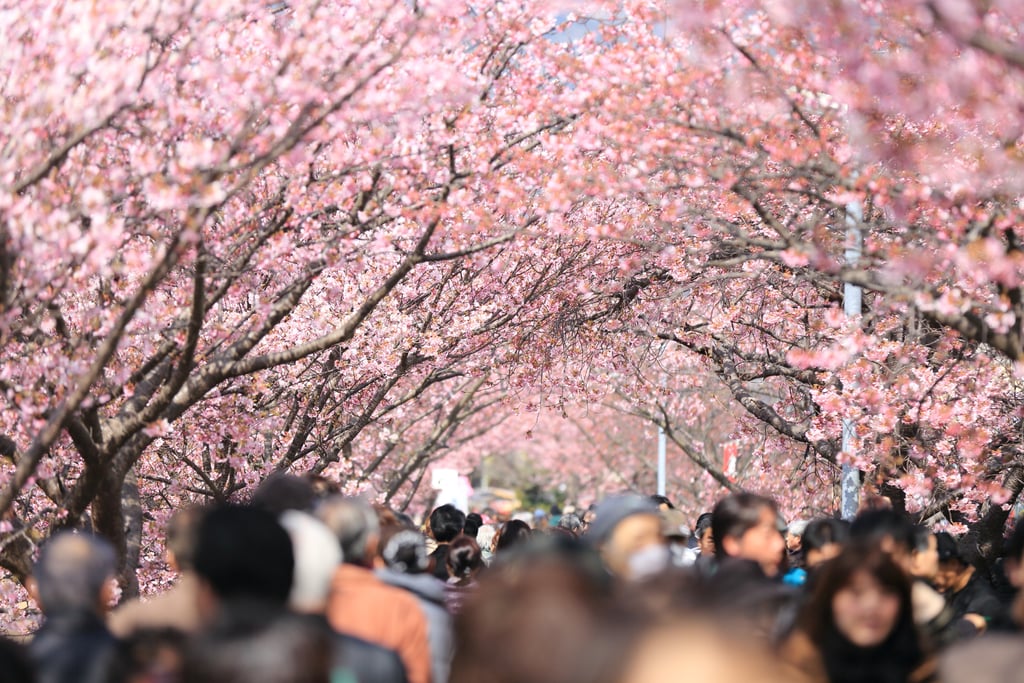Pretty Photos of Cherry Blossoms