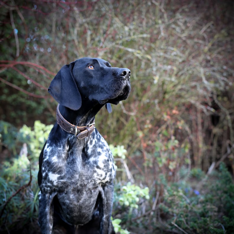 3rd Place, Young Pup, Maisie Mitford