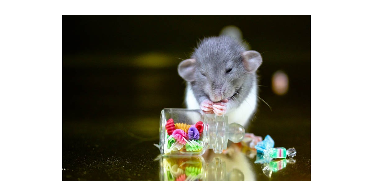 Mice Are Nice But Candy Is Dandy Awww Stentatious Displays Of Cute Popsugar Pets Photo 54