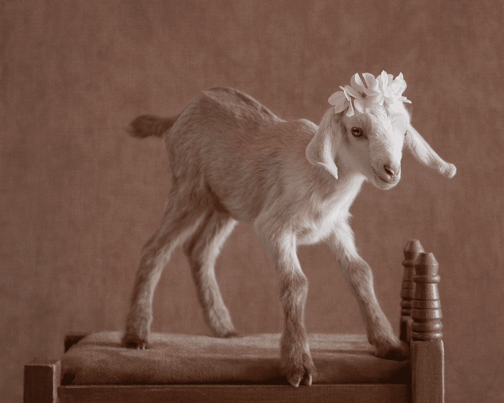 Photos of Newborn Baby Goats